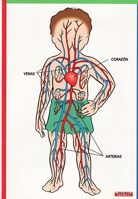 Resultado de imagen de sistema circulatorio para niÃ±os